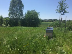 Bienen am Bauhof